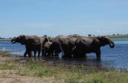 Elefantengruppe beim Trinken.
